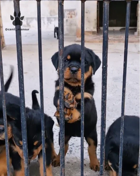 Filhote de Rottweiler sentado atras da grade, com os irmaos da ninhada