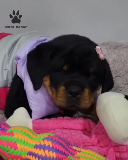 Filhote de Rottweiler deitado na manta colorida