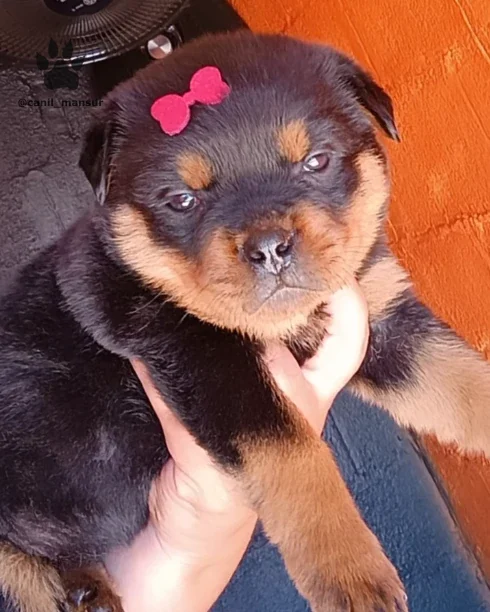 Filhote de Rottweiler no colo, com laco vermelho na cabeca