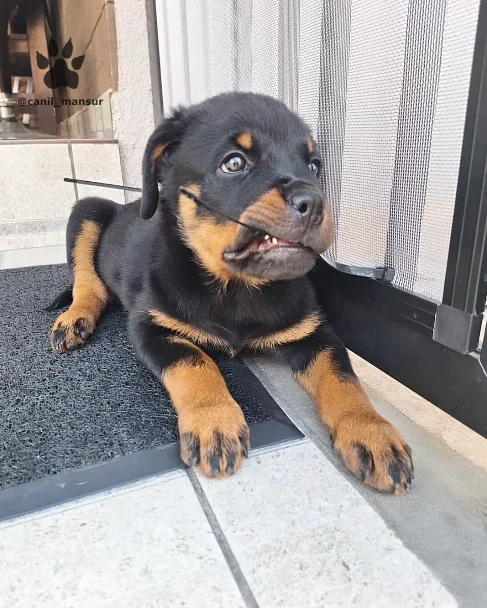 Filhote de Rottweiler deitado na porta, com as patas para frente