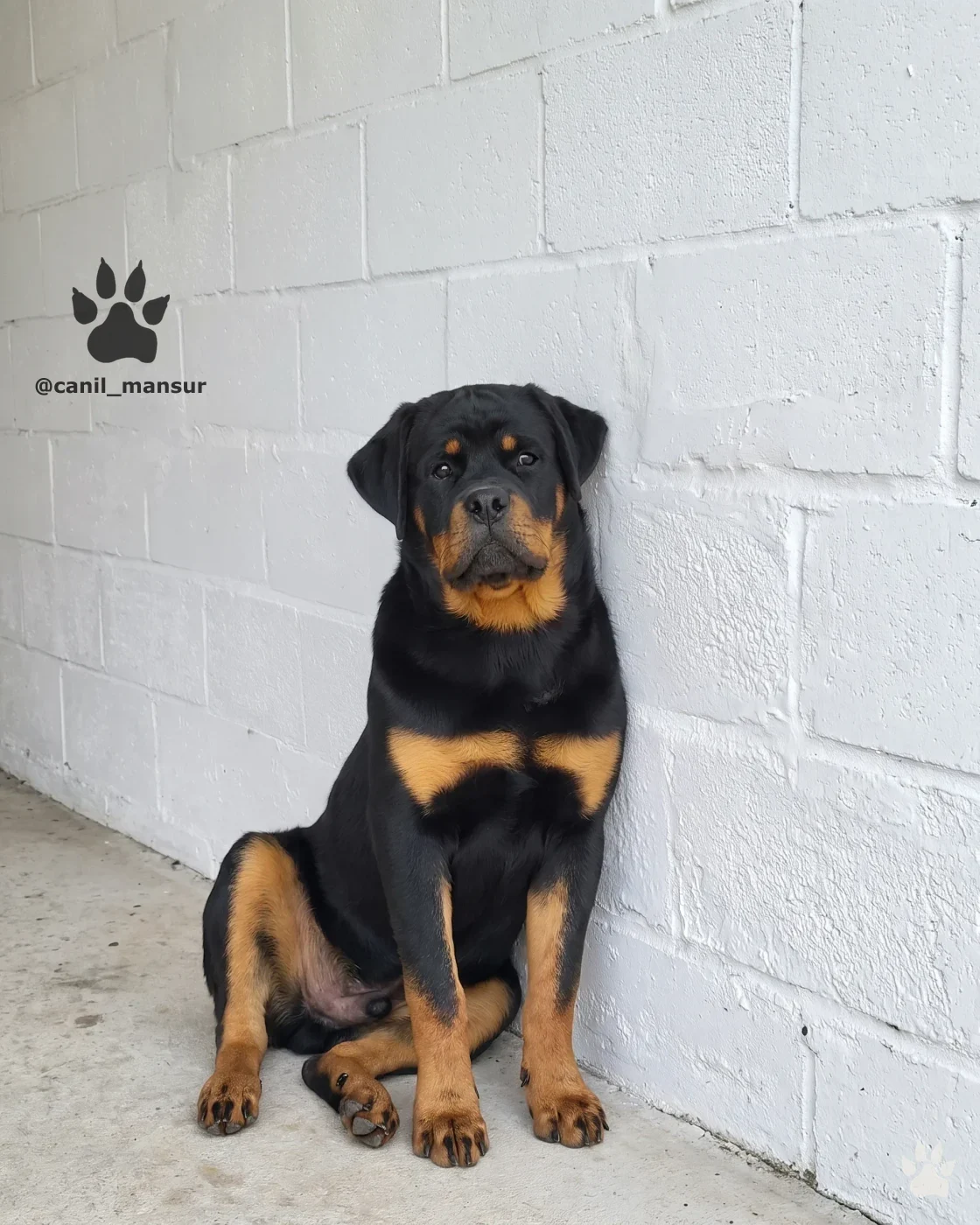 Rottweiler jovem em treino, no Canil Mansur
