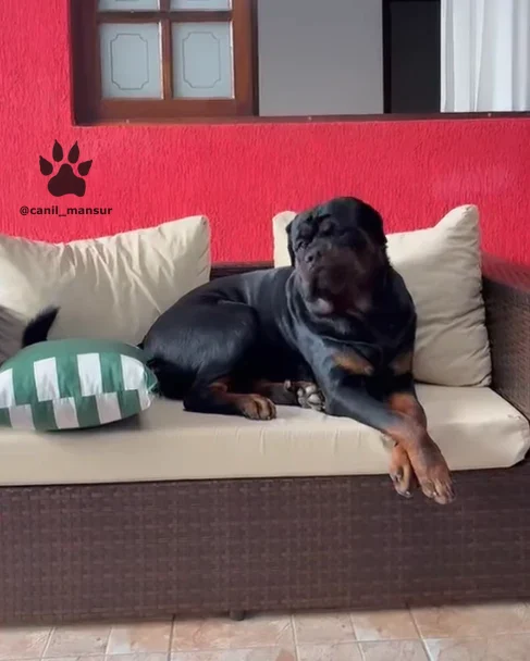 Rottweiler adulto do plantel do Canil Mansur
