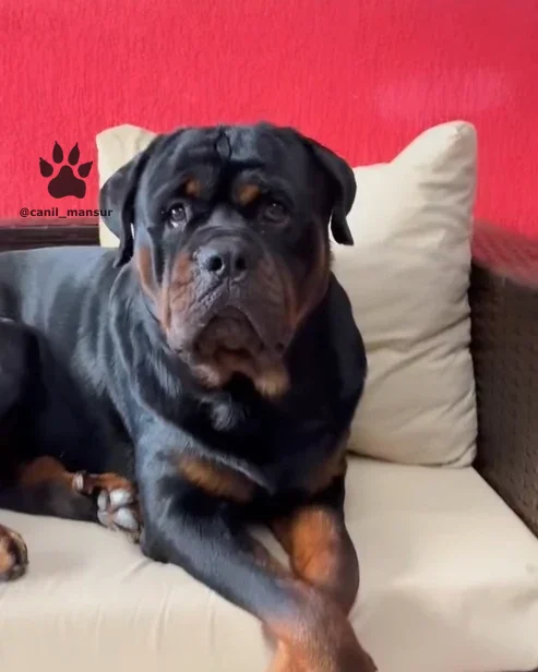 Rottweiler adulto do plantel do Canil Mansur