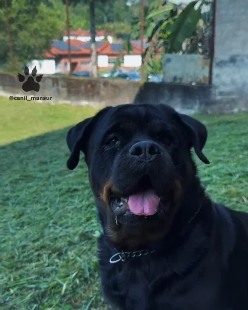 Rottweiler adulto do plantel do Canil Mansur