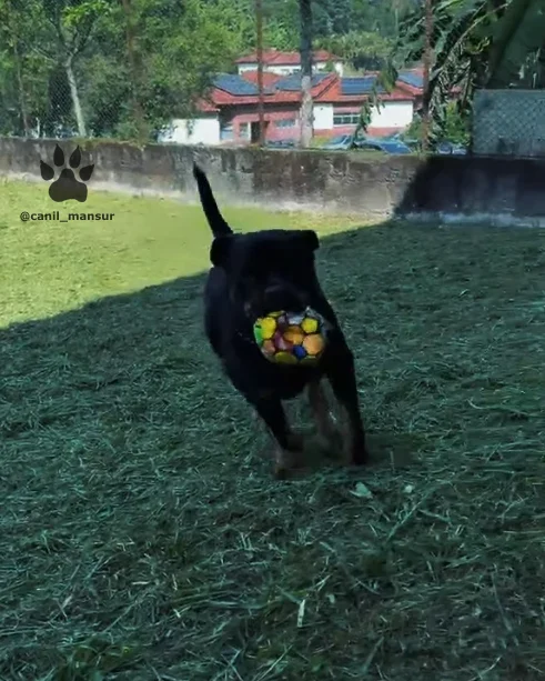 Rottweiler adulto do Canil Mansur em área externa