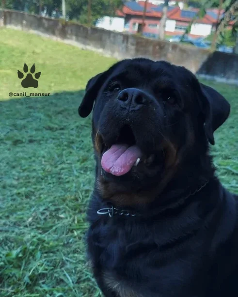 Rottweiler adulto em pé, do plantel do Canil Mansur
