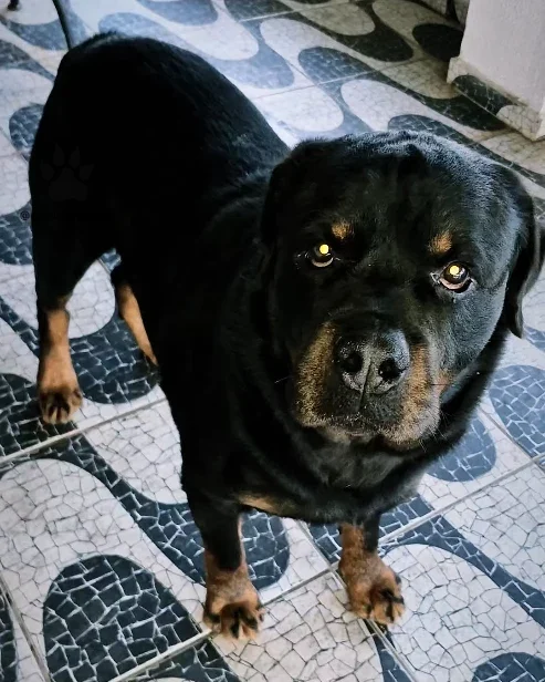 Rottweiler adulto deitado, do plantel do Canil Mansur
