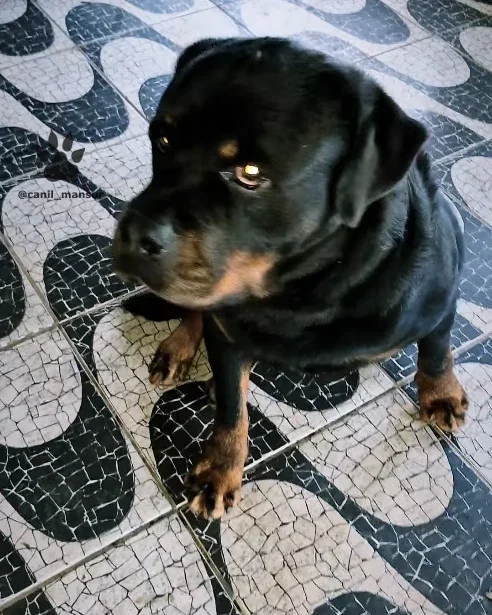 Rottweiler adulto do plantel do Canil Mansur, visto de cima