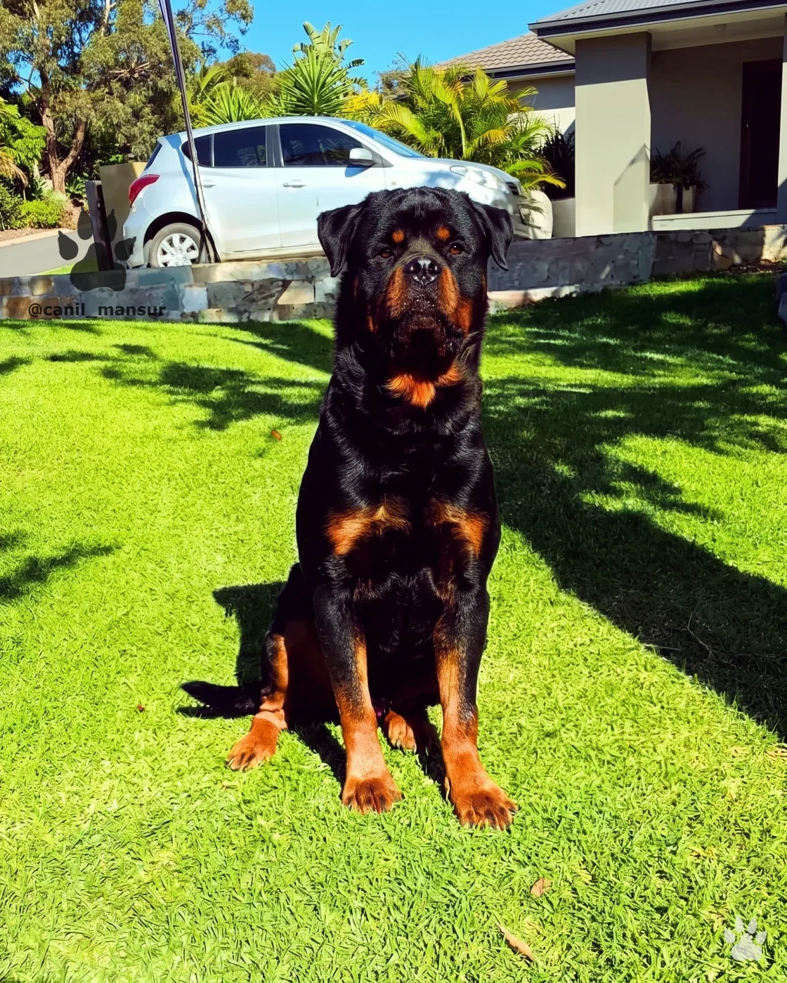 Rottweiler adulto em pé no gramado, mostrando o tronco compacto e as marcações do padrão